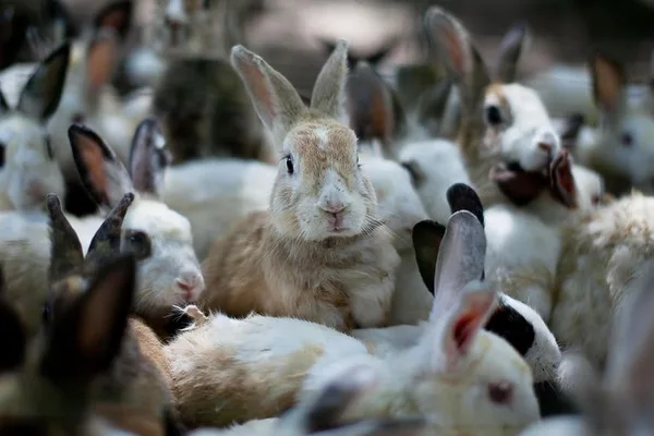 Rabbit invasion in Australia: From 24 to 600 million in 90 years