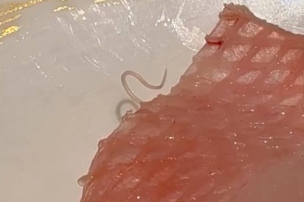 Parasite found in sashimi at Hong Kong Gatten Sushi sparks food safety fears