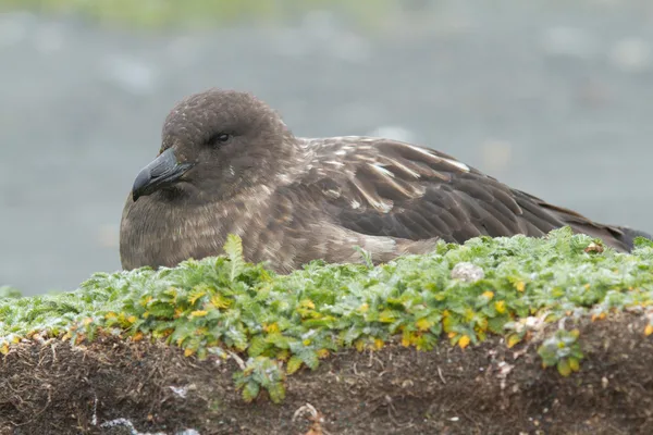 Australia confirms first H5N1 bird flu case from Antarctica