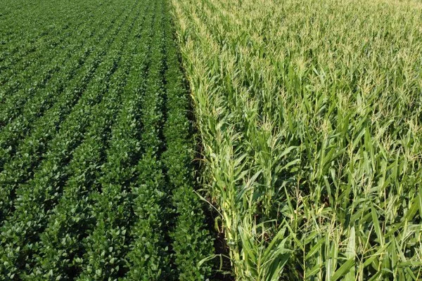 Mizzou researchers use AI to advance farming practices
