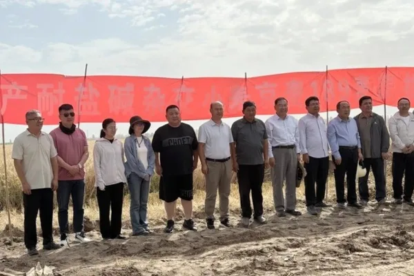 China's desert wheat trial yields double national average