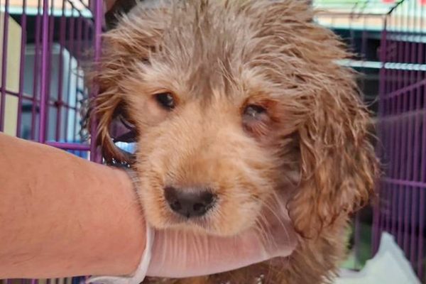 Hong Kong police arrest two women over animal cruelty after puppy found in bin