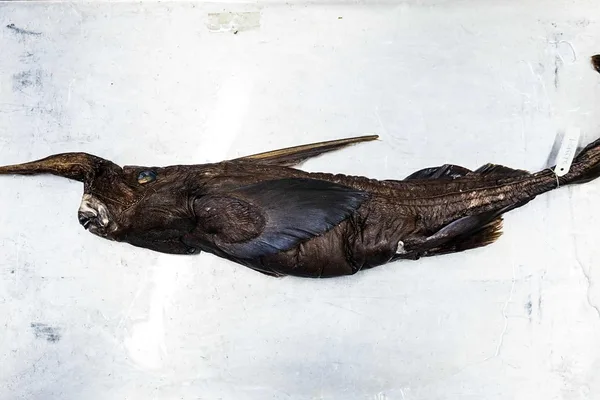 New ghost shark species potentially discovered off Costa Rica