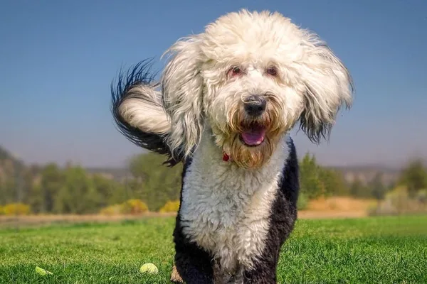 Scientists cautiously study 'talking dogs' using soundboards to avoid Clever Hans effect