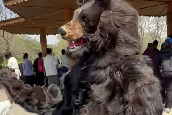 China zoo seeks silent bear performers for US$15,000/year