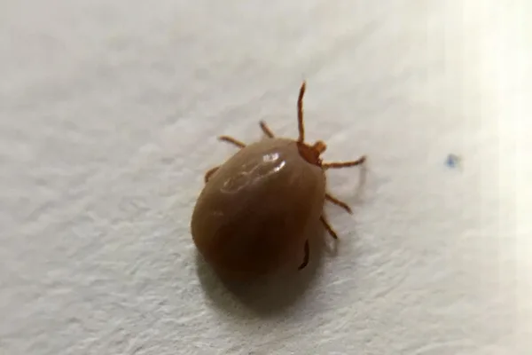 Tick-borne diseases surge in US due to climate and expansion · 1 source tracked