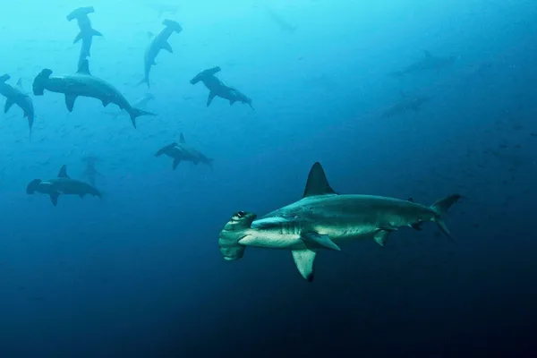 Antidepressant found in shark brains off Brazil's coast