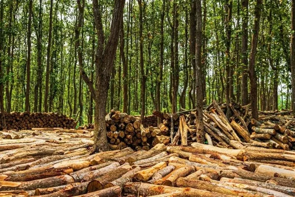 Machine learning maps deforestation risk in Bangladesh's Gazipur district