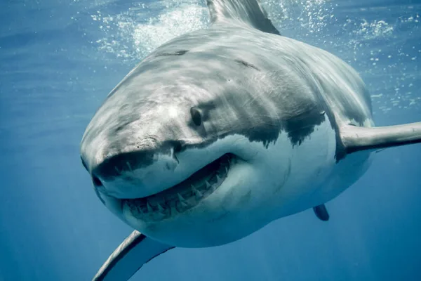 Megalodon malware poisons 5,500+ GitHub repos via AI