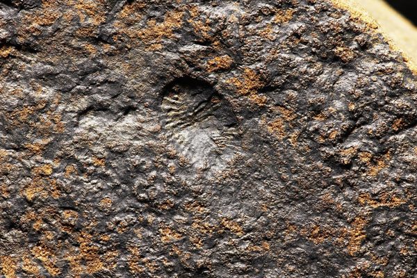 Oldest evidence of animal sex and movement found in Canadian fossils