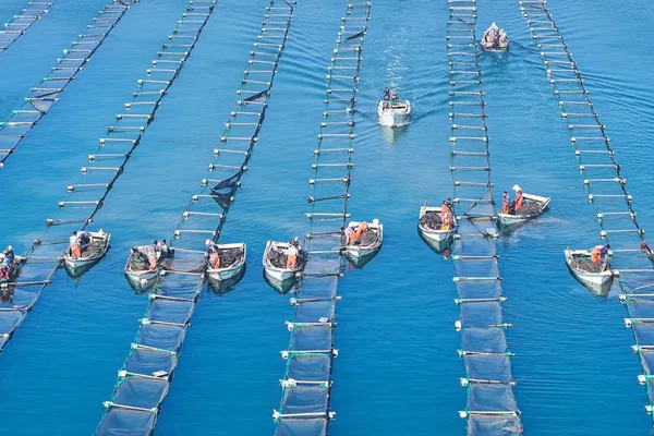 China's fish farms shrink due to environmental policy as India's expand