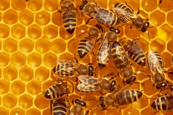 Beehiiv adds webinars, AI analytics, and paywalls to creator platform