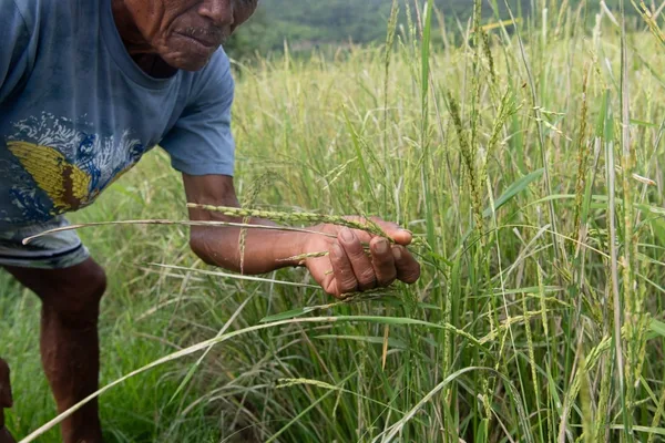 Philippines rice output risks 30% collapse amid 'super' El Niño