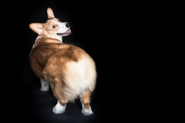 Corgi AI secures $160M funding at $1.3B valuation, joining unicorn ranks