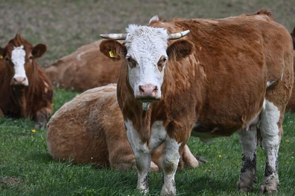 Woman killed by herd of cows in Austrian Alps