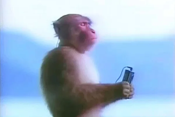 中国猴子出口禁令扰乱美国生物技术研究