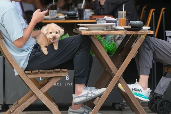 Hong Kong restaurants can apply for dog-friendly licences starting May 18
