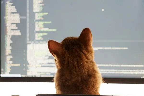 AI transforms software engineering, future human roles unclear