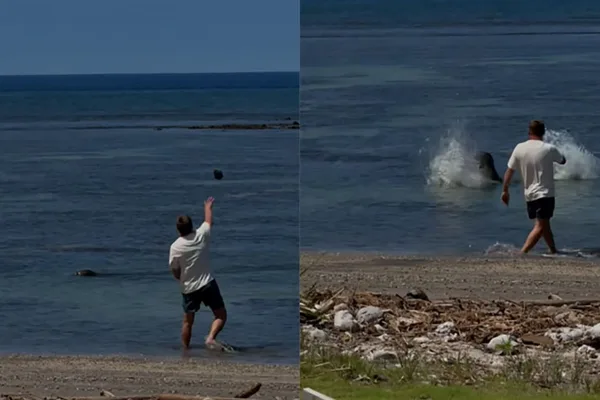 US tourist arrested for throwing rock at endangered Hawaiian monk seal