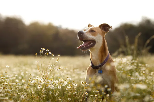 New World Screwworm Returns to US, Posing Risk to Pets