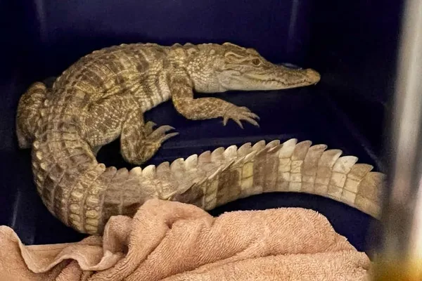 Hong Kong woman arrested after 100 reptiles found in apartment