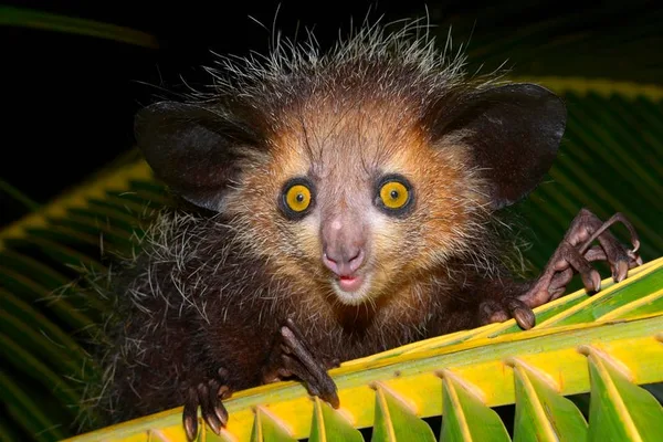 Aye-aye primate uses woodpecker-like tapping to find insect larvae