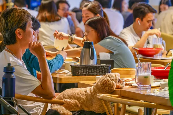 香港宠物友好餐厅计划首日名额已填满70%