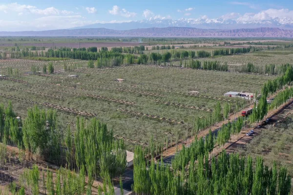中国在新疆部署月球技术以对抗荒漠化