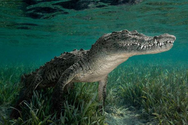 Crocodiles use stealth, bite force, and death roll to hunt large prey
