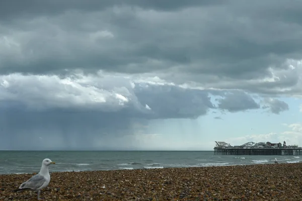 Bodies of three women recovered from sea off Brighton