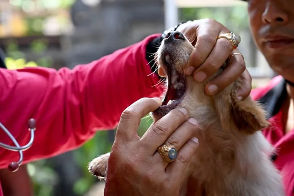 巴厘岛应对狂犬病激增，近3万人于2026年被咬伤