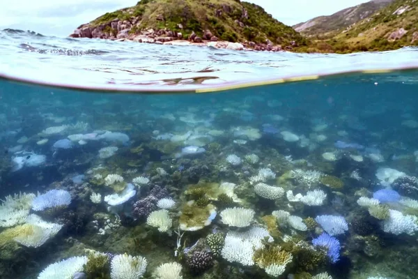 Great Barrier Reef avoids 'in danger' listing by Unesco amid climate concerns