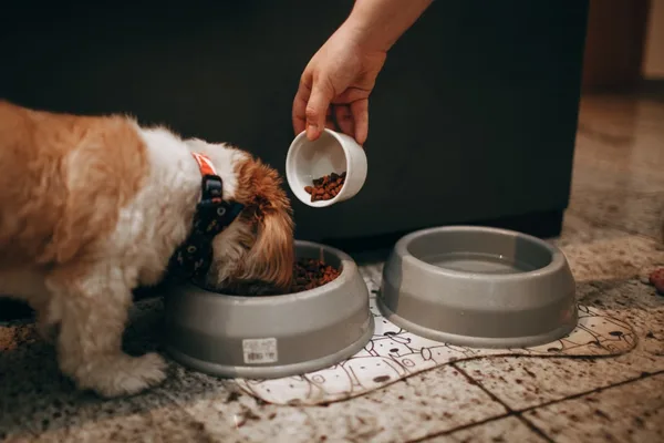 Ex-Narwal and Anker execs launch AI pet health hardware startup
