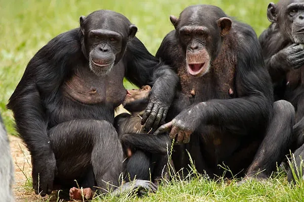 Scientists probe evolutionary origins of permanent human breasts