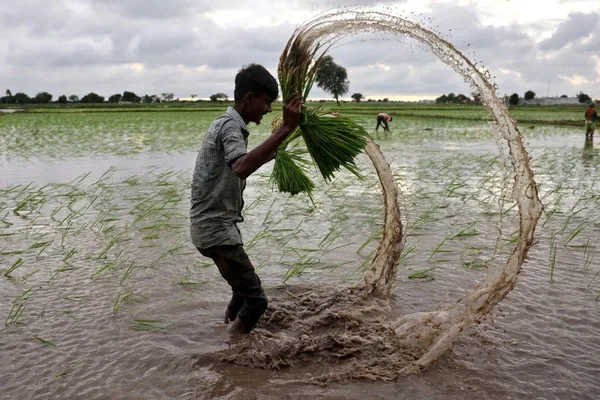 Amazon pact aims to cut Indian rice farm methane with $30M credit deal