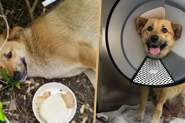 China cabbies rally to fund surgery for beloved stray dog