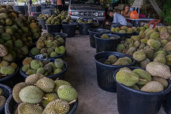 Malaysia PM Anwar to seek China's help on durian prices