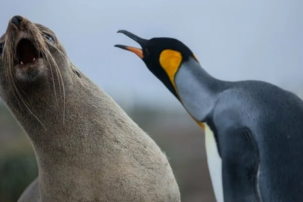 Linux kernel flaw 'Copy Fail' allows local users to gain root access