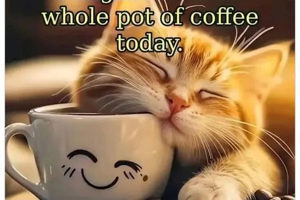 Social media post celebrates Caturday with cats and coffee