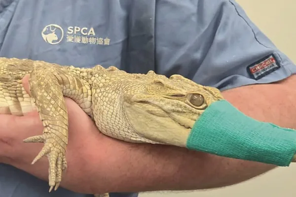 Crocodile found injured in Hong Kong residential building