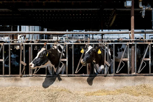 Worms and microbes offer solution to manure pollution in California