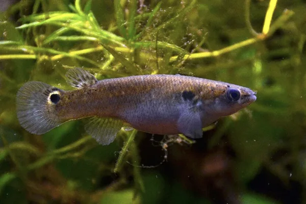 Psilocybin reduces aggression in fish, study finds