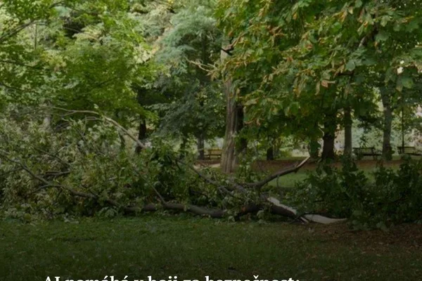 Japan deploys AI for hazardous tree detection, launching service in 2027