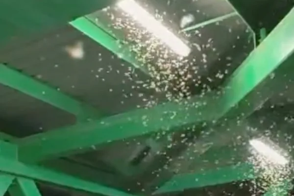 Hong Kong termites mistaken for ants, posing home damage risk