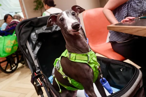 Hong Kong lifts 30-year ban, allowing dogs in over 900 restaurants