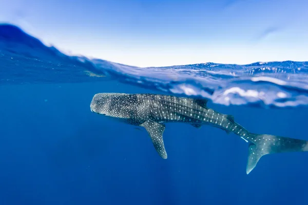 Whale sharks show no behavioral change when drones fly overhead