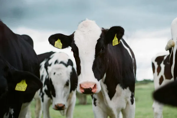Cow manure emerges as a potential fuel for power-hungry data centers