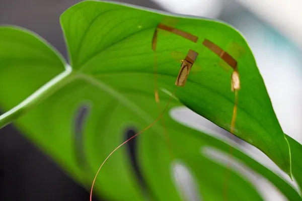 石墨烯叶片传感器可构建植物神经网络