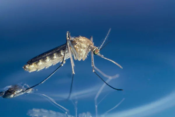 City lights disrupt mosquito dormancy, extending disease season