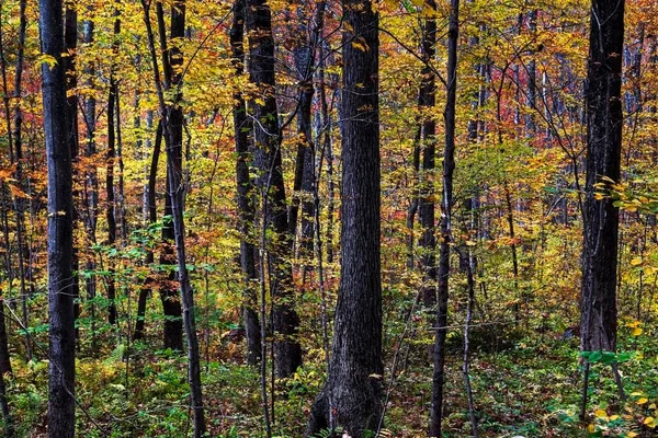 Jamestown Canyon virus has circulated in North America for centuries